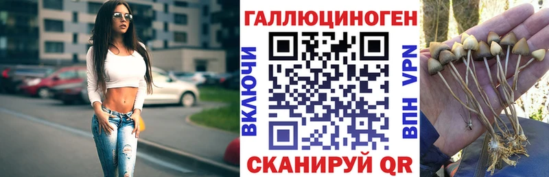 купить наркоту Городец Псилоцибиновые грибы Psilocybe
